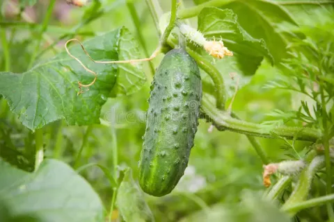 Cucumber