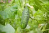 Cucumber
