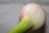 Onion